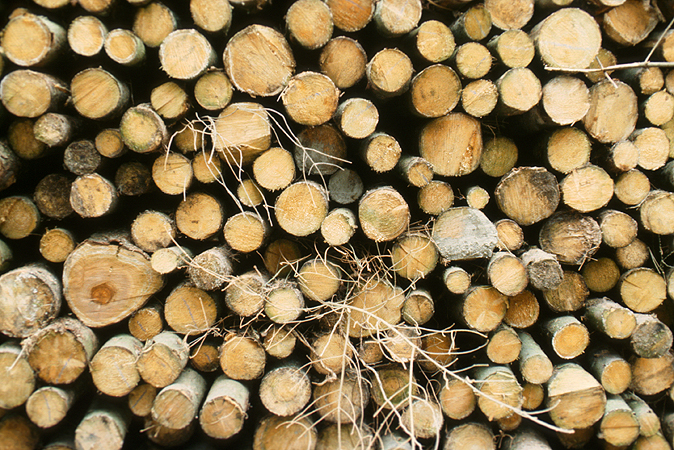 photograph showing detail of stacked wood in the Forest